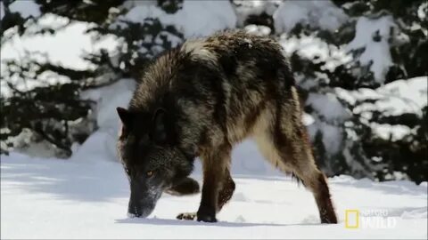Волки песня и видео
