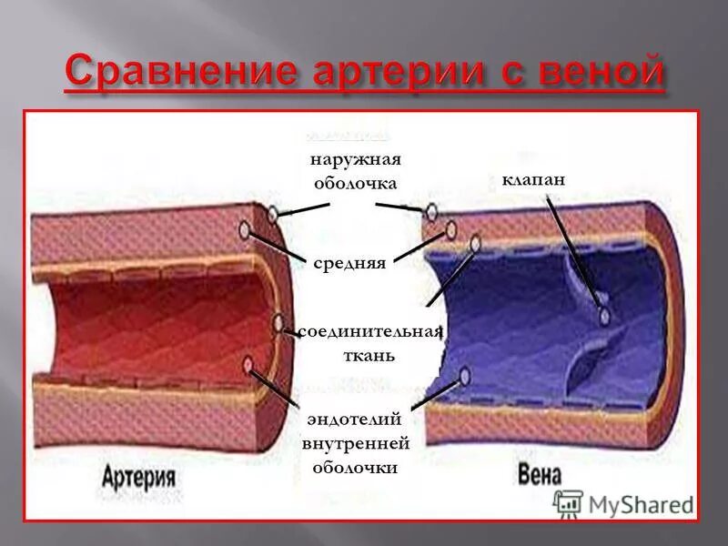 Наружная плотная оболочка