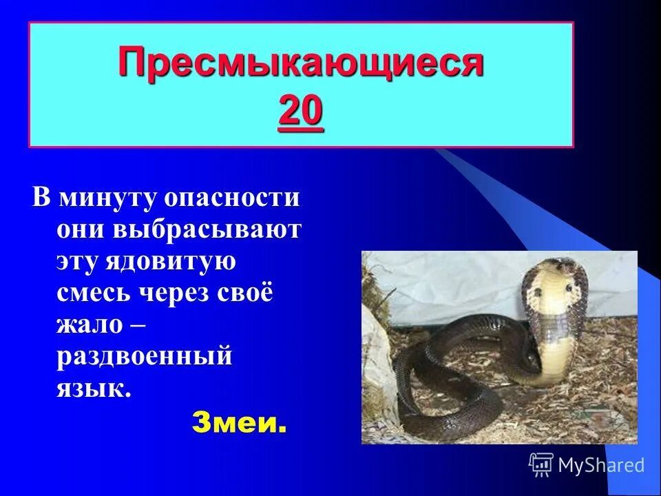 ящерица фон. полосатая агама. земноводные. 10 пресмыкающихся. угорь относится к пресмыкающимся.