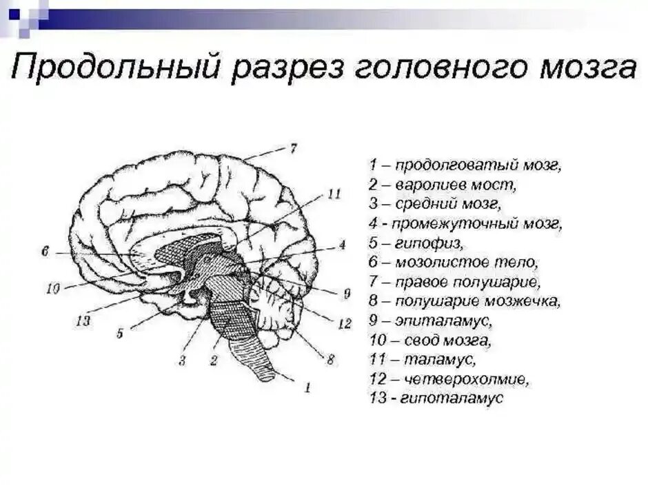 Основные отделы головного мозга на продольном разрезе. Строение головного мозга человека в продольном разрезе. Строение отделов головного мозга рисунок. Строение головного мозга вид сбоку. Какие отделы головного мозга выделяют