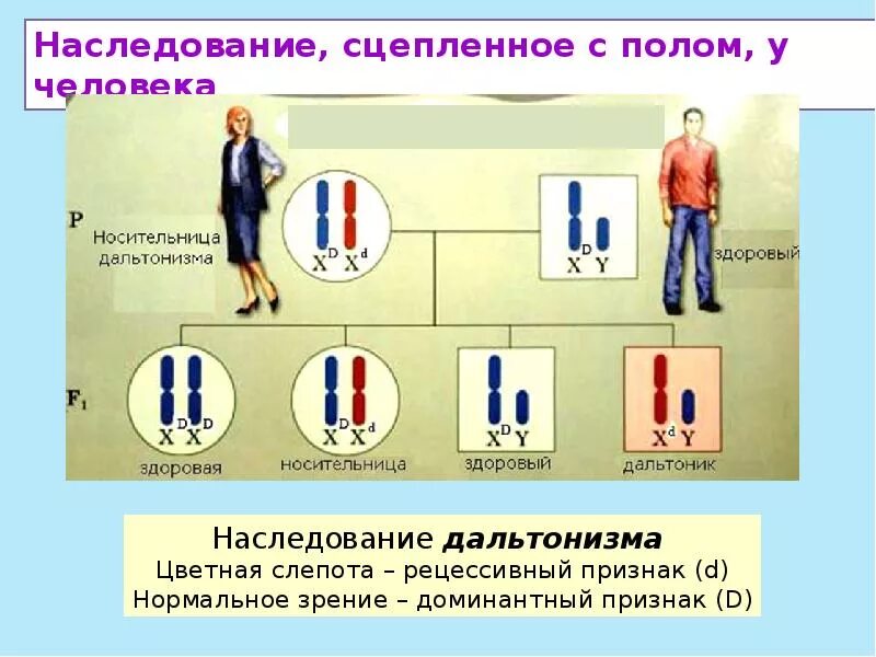 Наследование признаков сцепленных с полом схема. Наследование признаков сцепленных с полом у человека. Наследование признаков у человека сцепленных с полом таблица. Генетика пола сцепление с полом наследование. Метод наследования дальтонизма