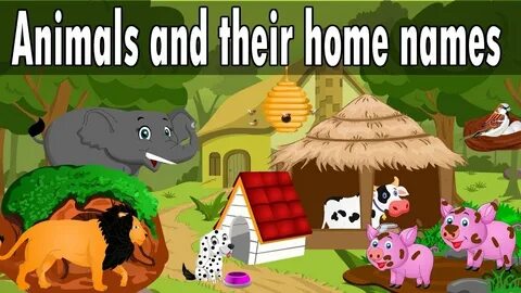 Home animals