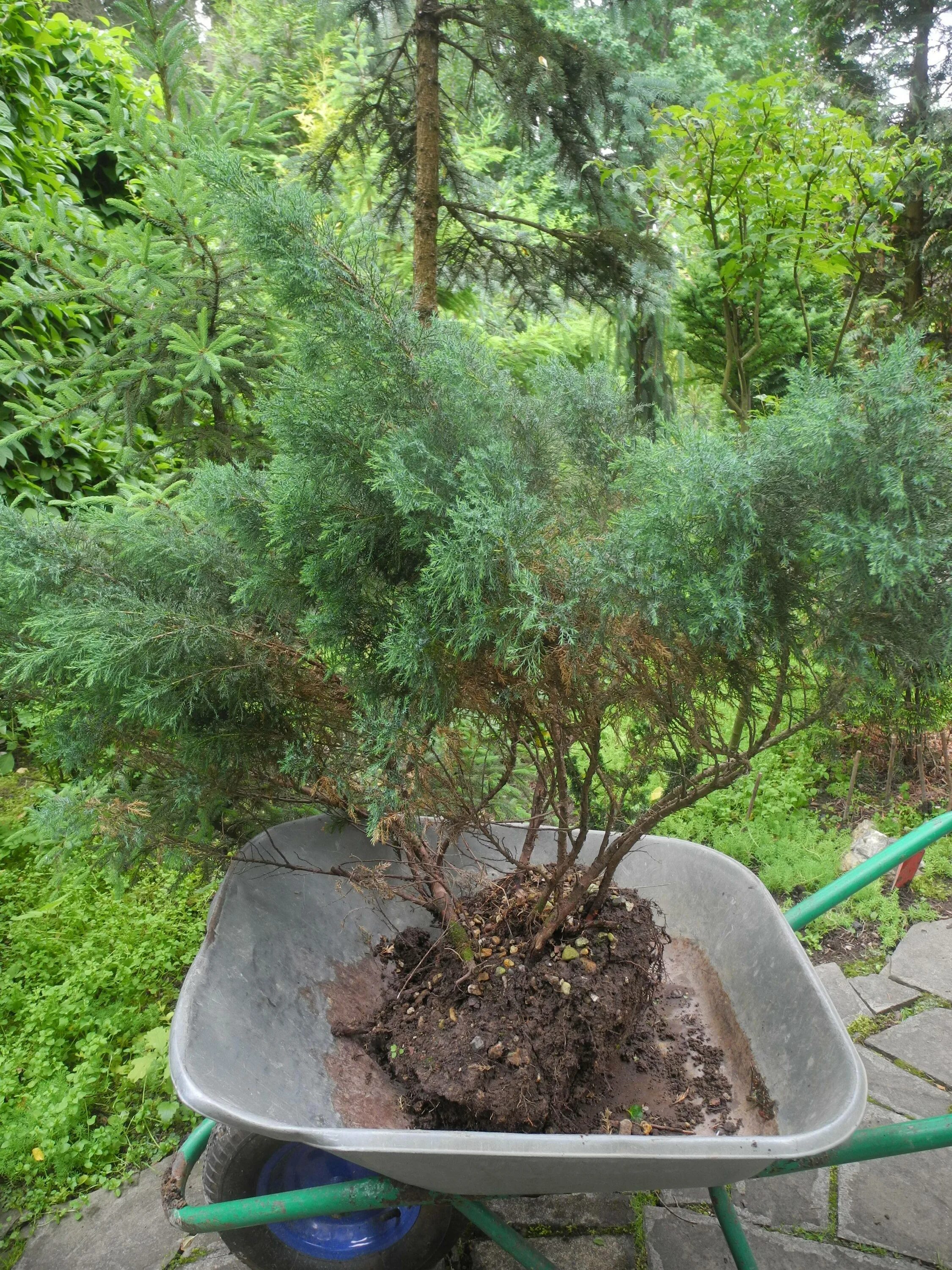 Можжевельник казацкий Tamariscifolia осенью. Можжевельник казацкий Лесной. Можжевельник Земляной. Казацкий можжевельник посадка. Как пересадить можжевельник на другое место