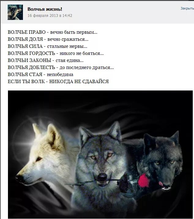 Волчий закон 4. Волчий закон 4