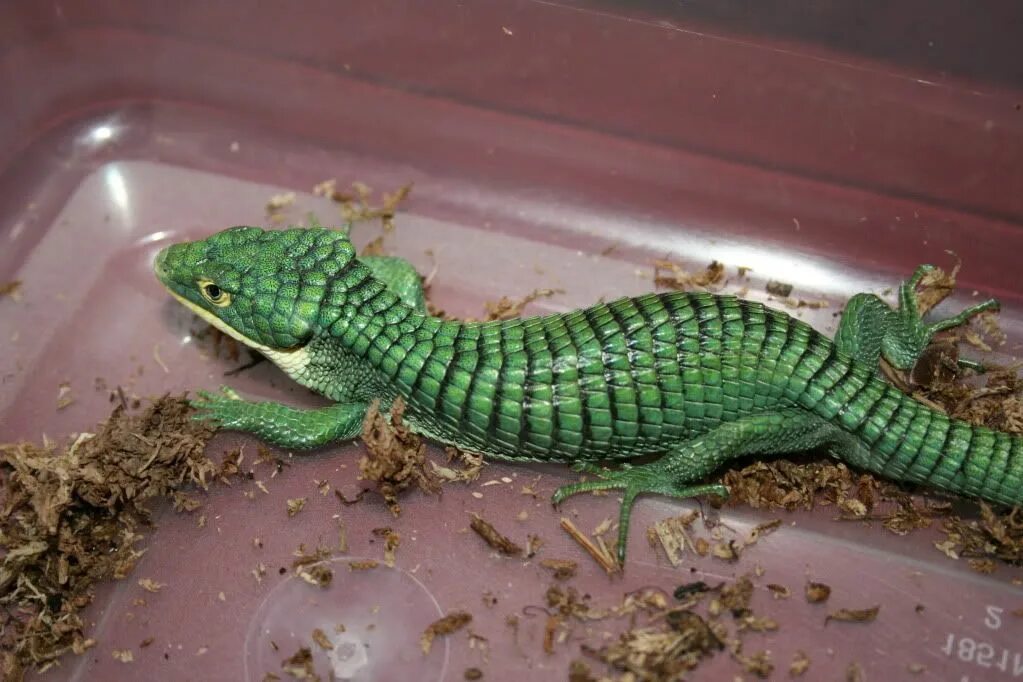 Abronia taeniata. Голубая Аброния. Древесная Аброния.