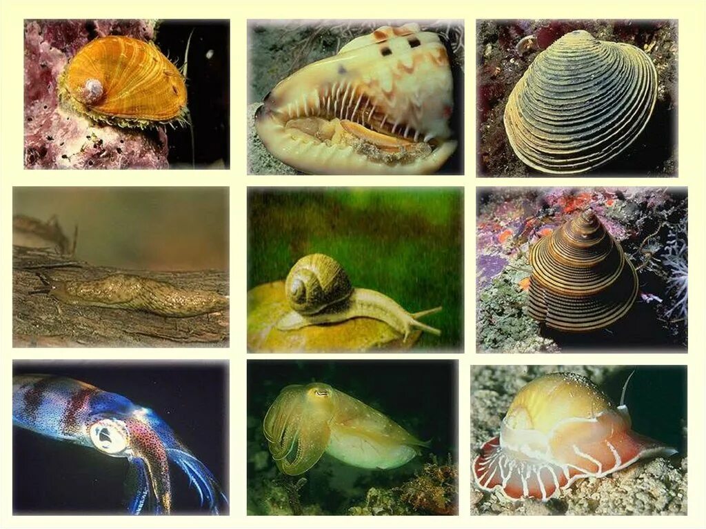 Разнообразие беспозвоночных животных. Морская улитка. Беспозвоночных моллюсков. Морские брюхоногие моллюски. Морские брюхоногие моллюски представители.