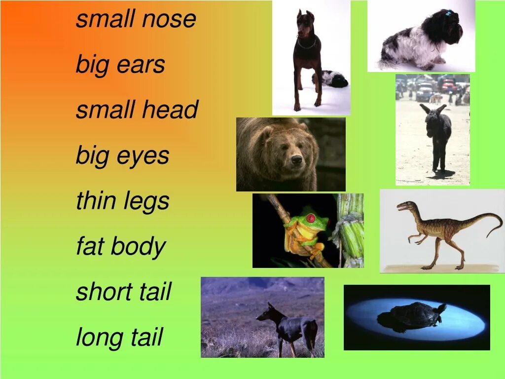 Small nose big Ears. Small nose big Ears small head big Eyes thin Legs fat body short Tail long Tail транскрипция. Spotlight 3 животные. Small nose big Ears small head. Small по английски