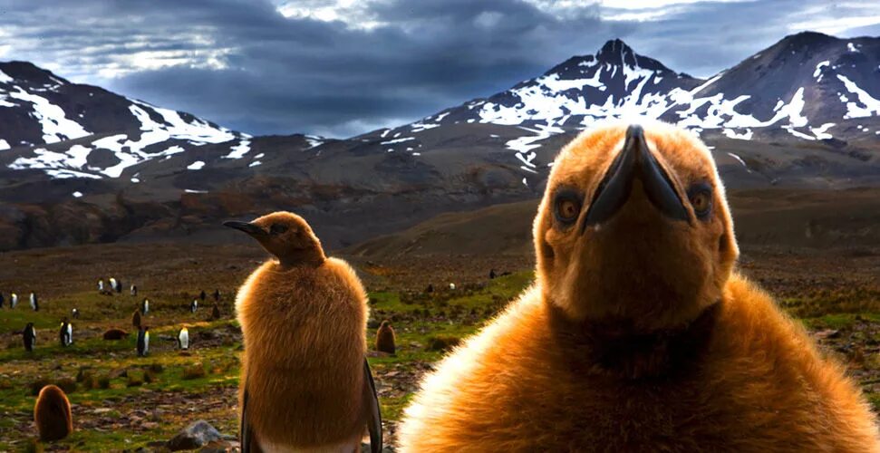 медведь и гусик. гусе медведь. гусь мутант. полярный гусь. гусе медведь.