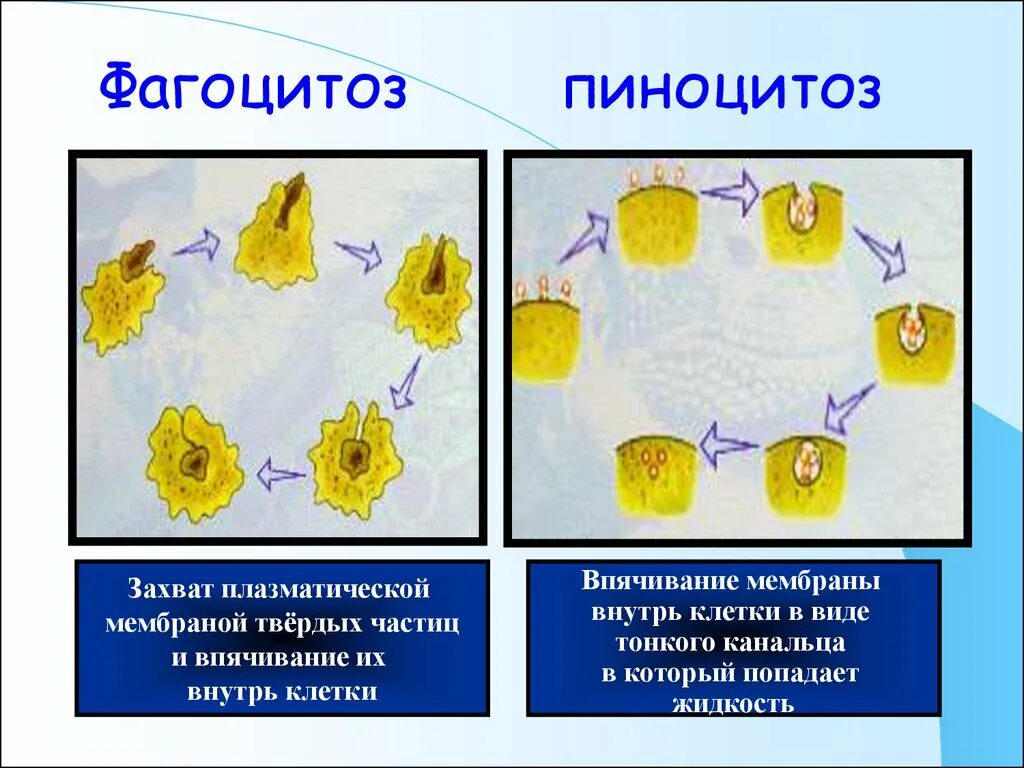 Фагоцитозный пузырек. Пиноцитоз в клетках растений. Фагоцитоз и пиноцитоз. Пиноцитоз и фагоцитоз растительной клетки.