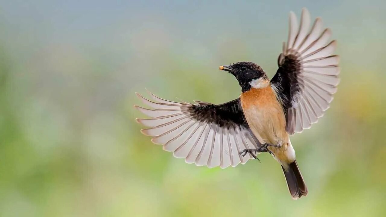 Summer birds fly