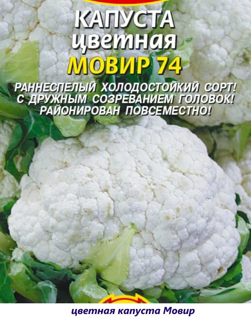 Сорта цветной капусты для открытого грунта. Цветная капуста голландские сорта. цветная капуста раннеспелая. цветная капуста сорта ранние. ультраскороспелые сорта цветной капусты.