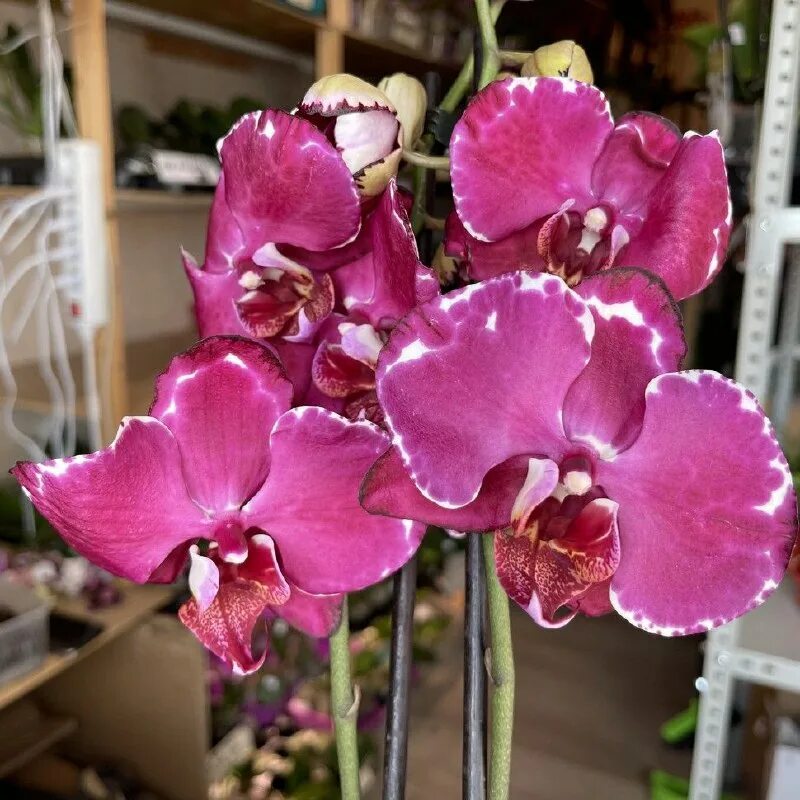 Орхидея cattleya green emerald. Green emerald''orchid queen''. Орхид квин. C. Cattleya green emerald orchid queen.