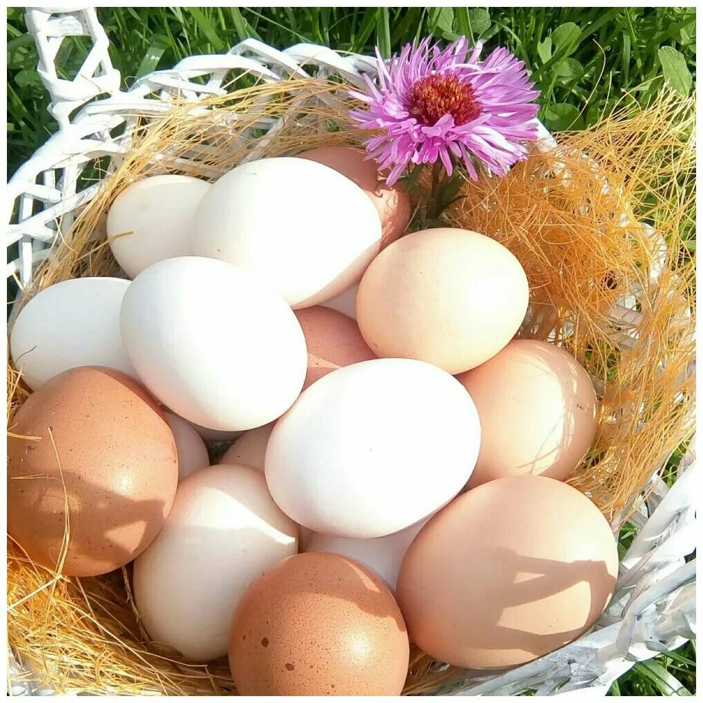 Яйцо куриное. Домашние яйца. Домашние куриные яйца. Яйца куриные Деревенские.