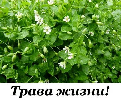 Травы жизни 1