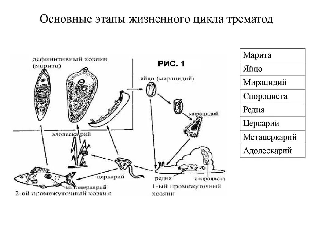 Жизненный цикл печеночного сосальщика. Обобщенная схема цикла развития трематод. Схема цикла развития трематод. Общий жизненный цикл сосальщиков. Личиночных стадий сосальщиков