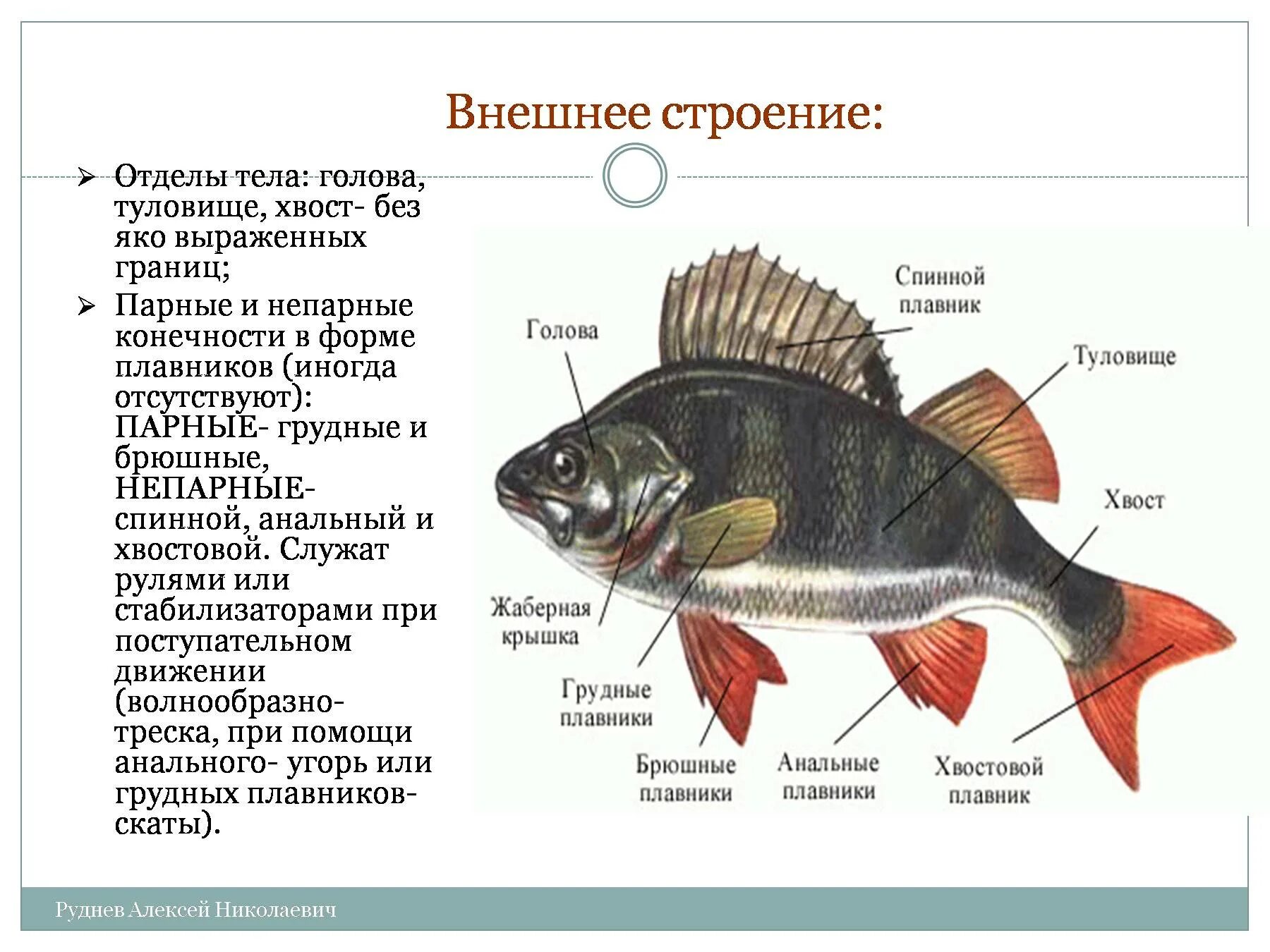 Класс рыбы плавники. Внешнее строение рыбы голова туловище хвост. Внешнее строение надкласса рыбы. Строение отдела тела Надкласс рыбы. Внешнее строение речного окуня 7 класс биология.