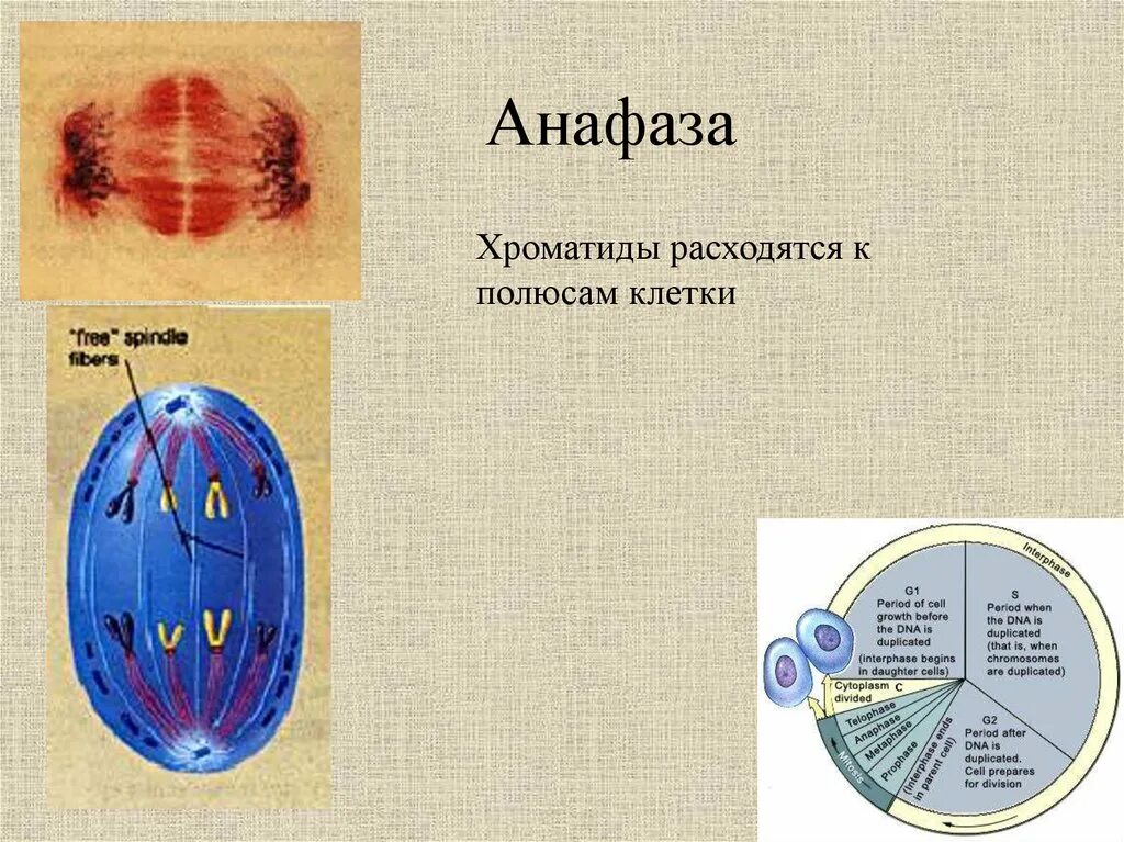 Сколько клеток в анафазе. Хроматиды расходятся к полюсам клетки. Расхождение хроматид к полюсам клетки. Расхождение хроматид к полюсам клетк. Хроматиды к полюсам клетки.