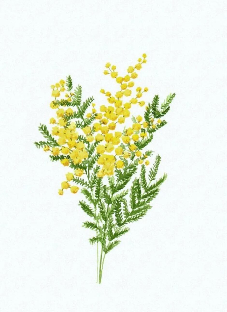 Акварель анны терещенковой. Мимоза цветок акварель. Мимоза в живописи акварель. Ветка мимозы акварель. Мимоза акварелью.