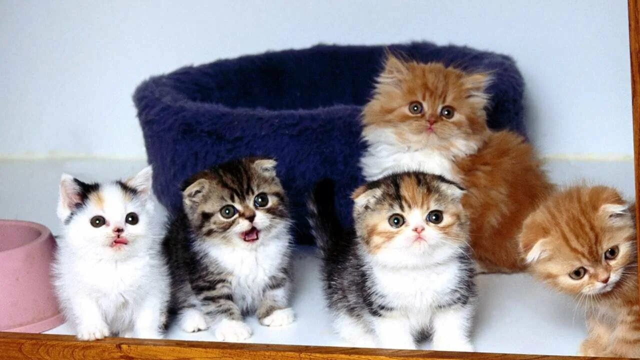 Скачать обои кошки, кресло, котята, пушистые, компания, сидят, мелкие, голубогла