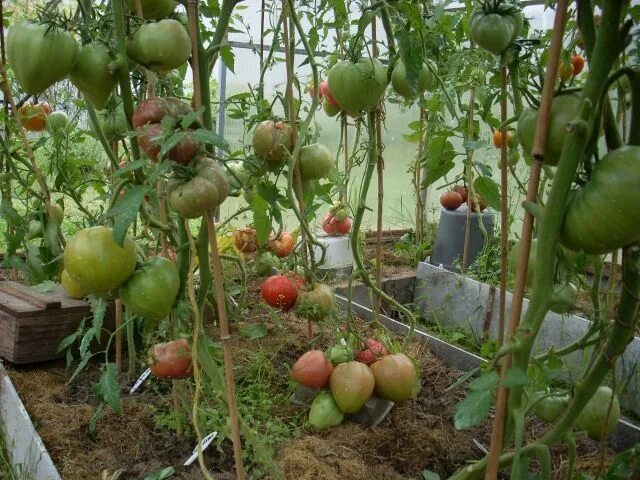 Томат орлиный клюв фото сорт отзывы Томат Орлиный клюв (Народное тестирование 2020) Обзор № 9 YouTube