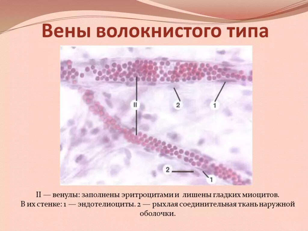 Вены мышечного типа примеры Мышечный тип вен