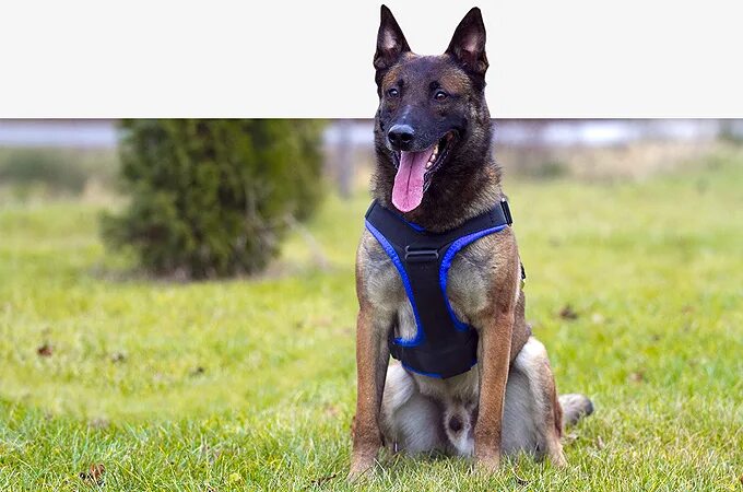 K9profi амуниция. Кинолог профи. Шлейка к9 кинологпрофи. Шлейка к9 кинологпрофи. Шлейка kinologprofi.