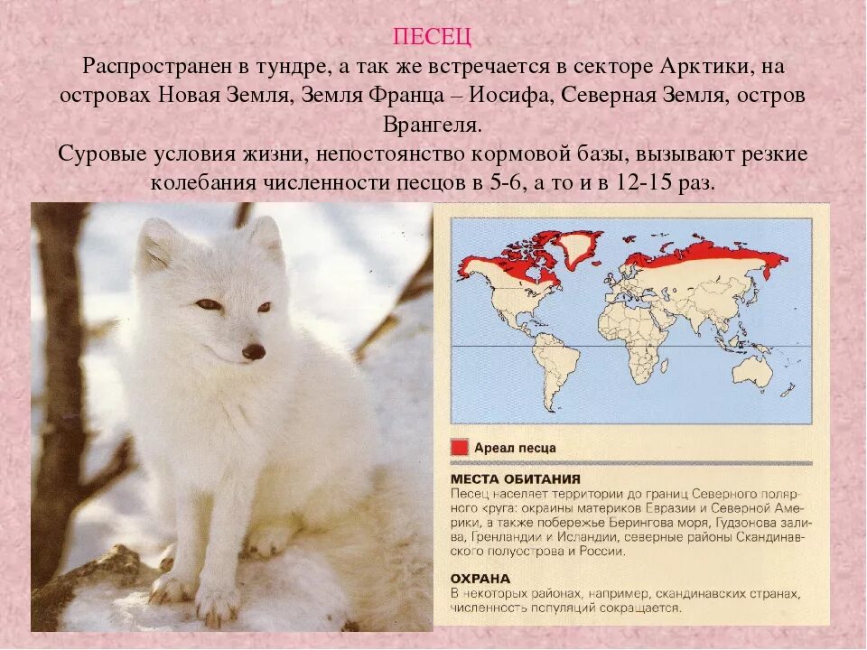 Читать книги северного лиса. Арктический волк ареал обитания. Песец место обитания. Белые лисы где обитают. Ареал обитания песца.