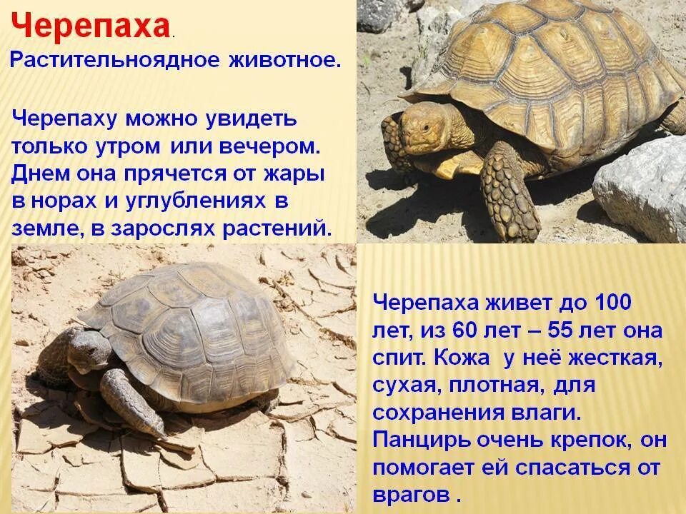 Черепаха для презентации. Описание черепахи. Проект про черепаху. Текст рассуждение в рассказе черепаха. Информация о морской черепахе.