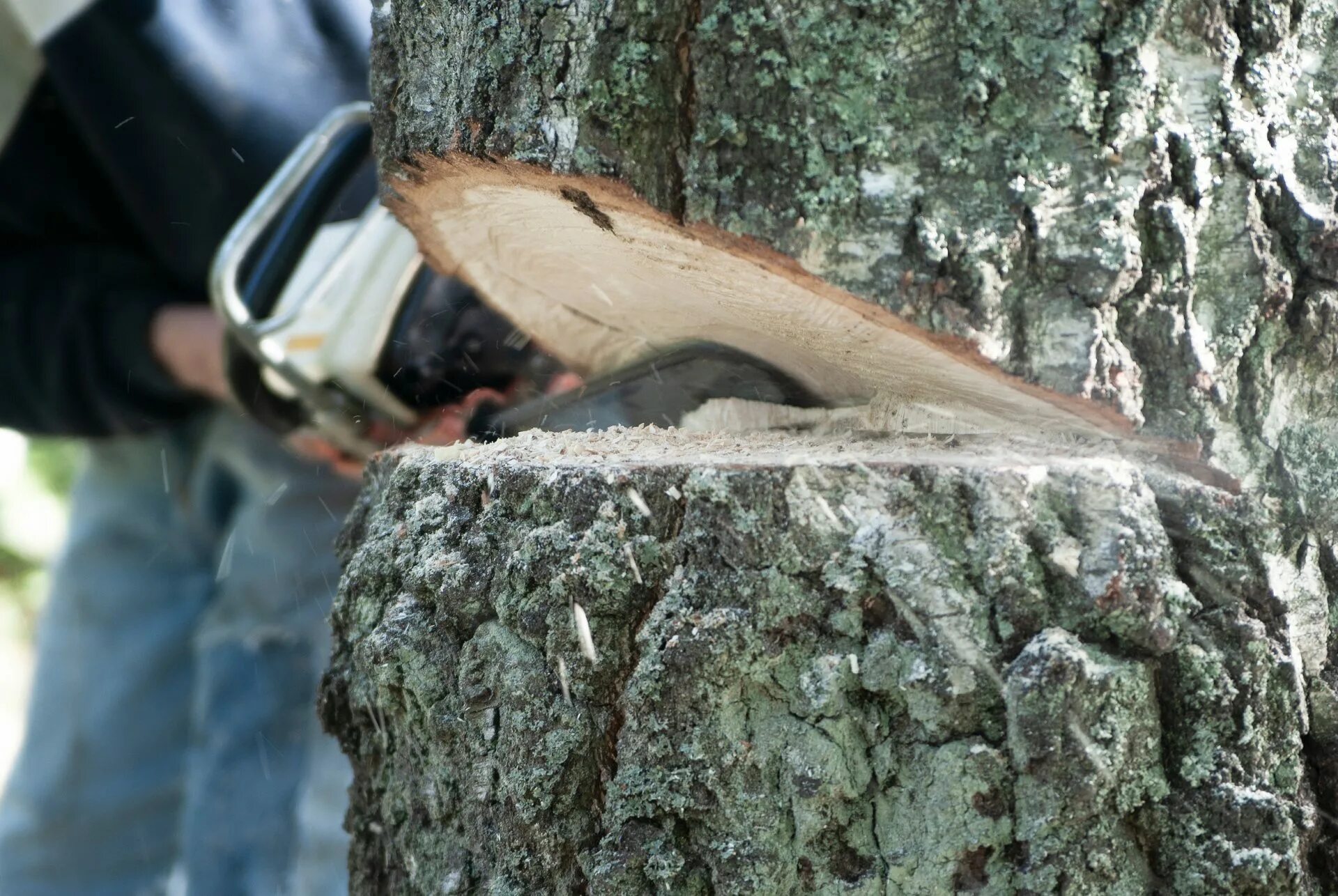 Cut up cut down. Tree felling. К чему сниться рубить дерево. Largest Tree ever Cut down. Cutting down Trees.