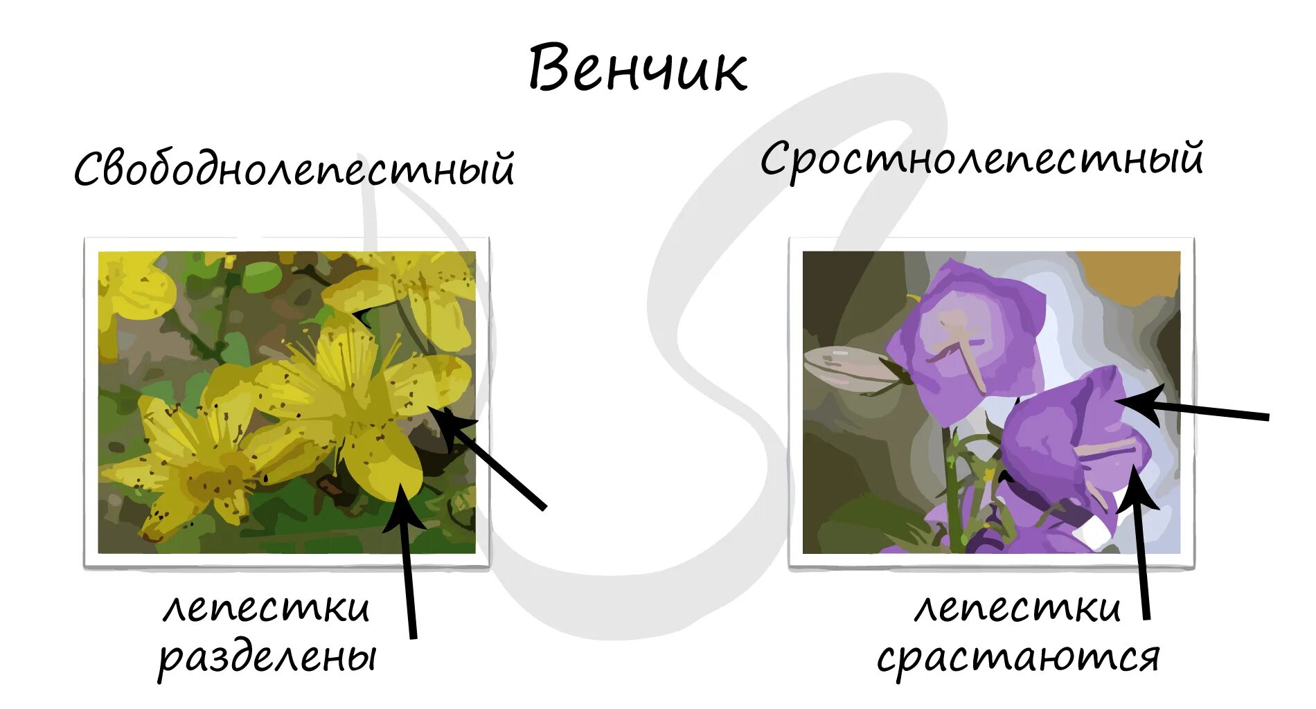 Цветок околоцветник чашечка и. Ветреница лесная. Околоцветник это в биологии 6. Околоцветник лилейных. Околоцветник покрытосеменных растений представлен.