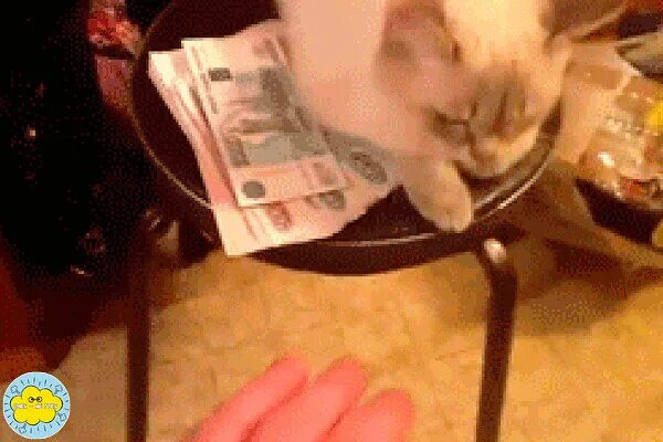 Кот с деньгами. Кот с деньгами gif. Денежный кот gif. Смешные гифки с деньгами.