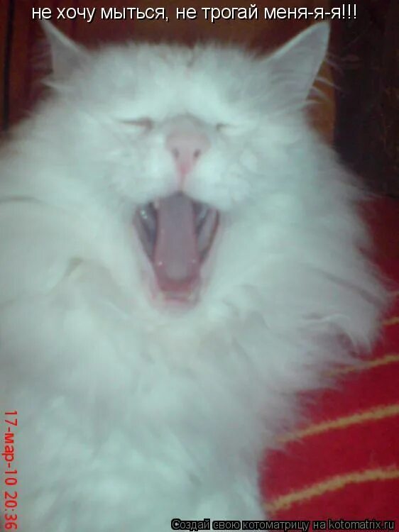 искупать кошку. что делать если не хочешь мыться. хочу купаться. кот упирается. отключили воду прикол.