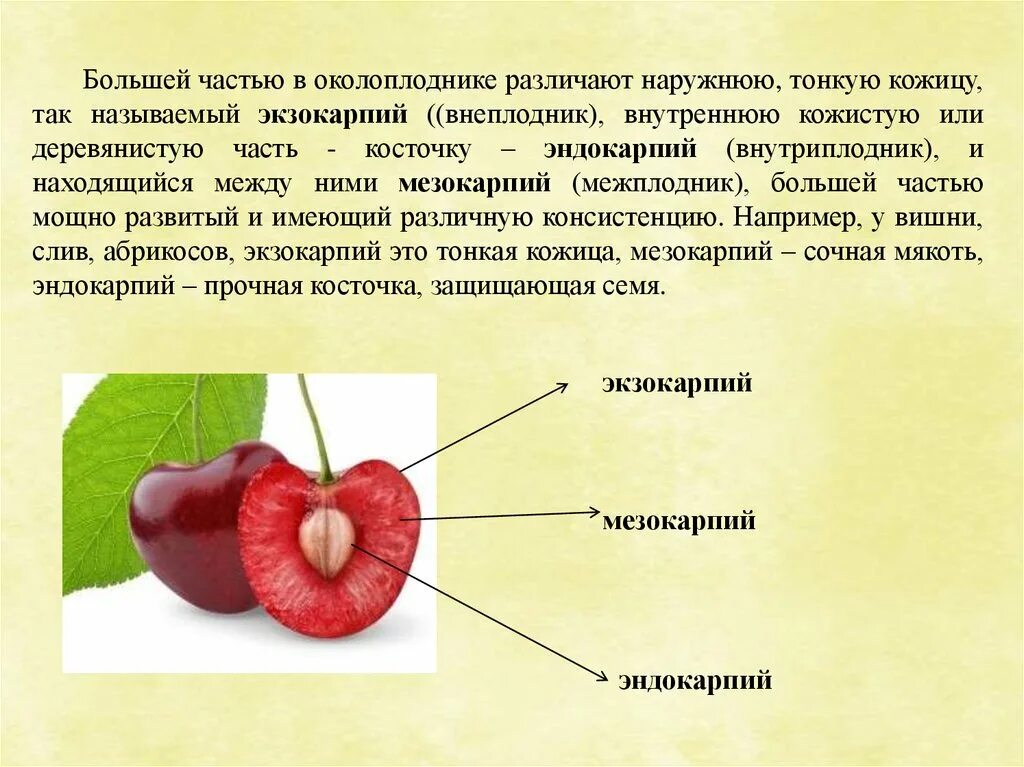 Околоплодник костянки. Эндокарпий у костянки. Строение плода вишни. Опишите строение плода.. Функции околоплодника