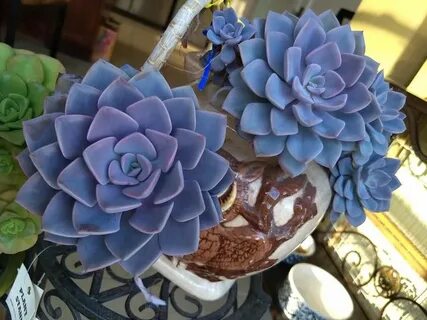 Rare plants