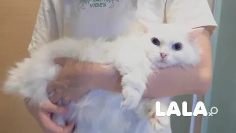 Кошка лала