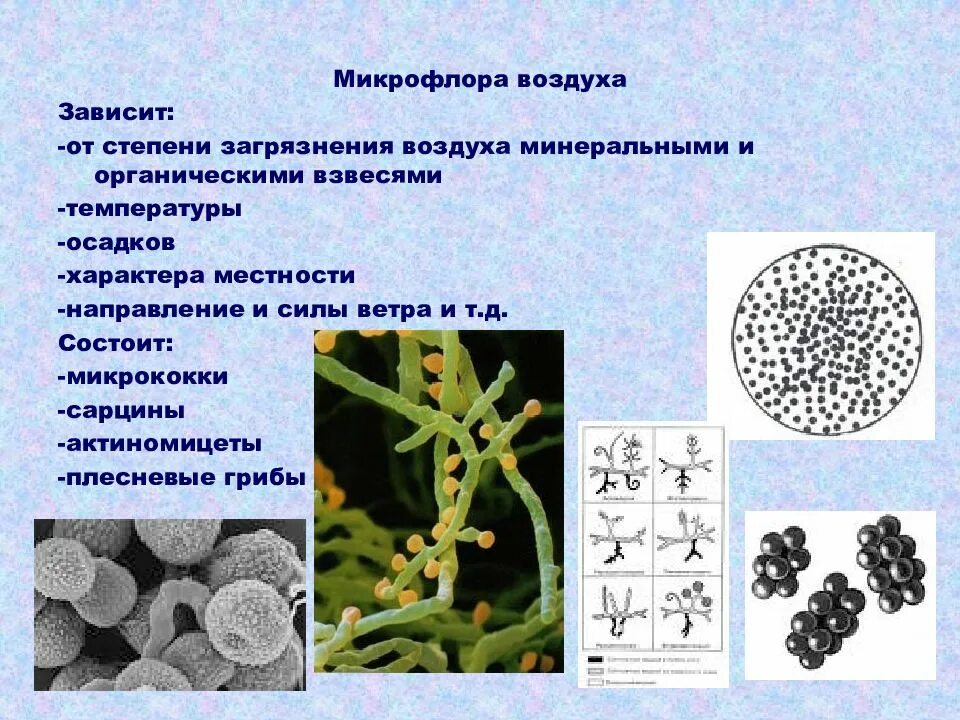 Микроорганизмы воздуха помещений. Микрофлора воздуха микробиология. Микроорганизмы атмосферного воздуха. Микроорганизмы в воздухе. Патогенная микрофлора воздуха.