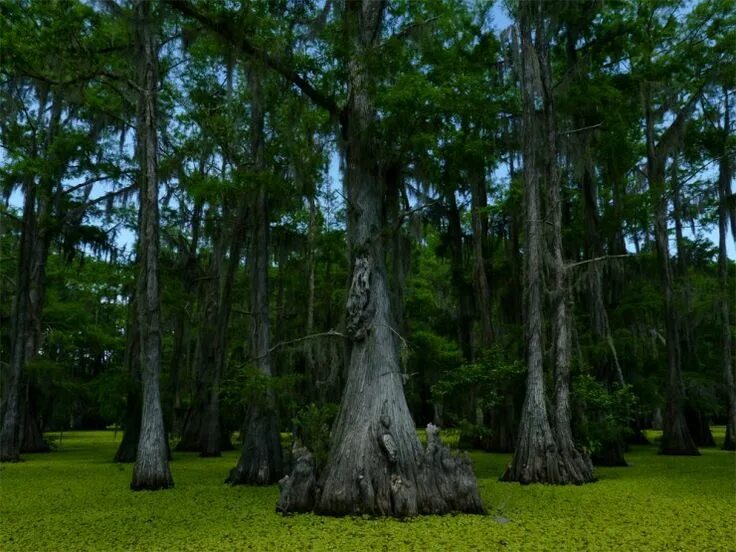 The nature is also. Каддо Лейк. Озеро Каддо Луизиана. Озеро Каддо США. Удивительные кипарисы озера Каддо..