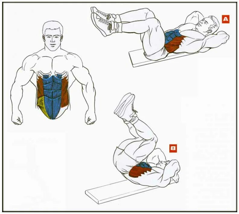 Как правильно прокачать игру. Упражнения для мышц пресса. Схема накачивания пресса. Упражнения для прокачки мышц живота. Упражнения для накачивания пресса и мышц.