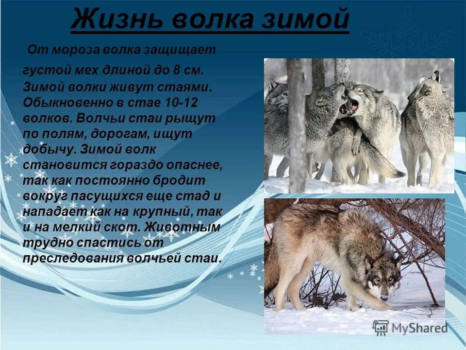 Жизнь животных в разное время. Доклад про волка. Презентация на тему волк. Как зимует волк. Волк для презентации.
