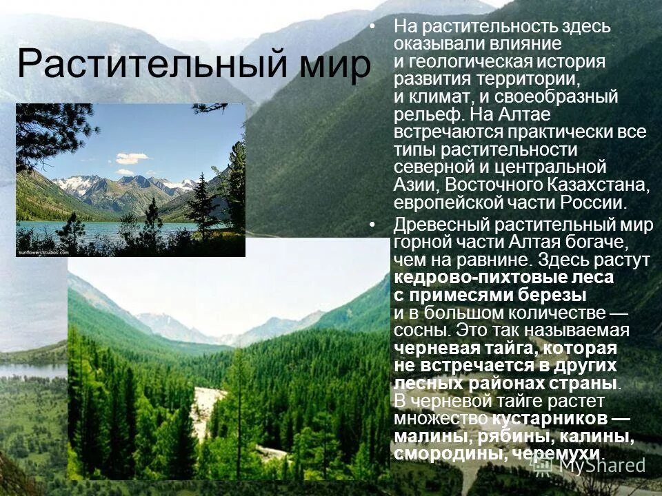 сообщение о географическоем объекье. про заповедник золотые горы алтая доклад. катунь (река) проект. растительный мир алтаца проект. золотые горы алтая алтайские горы.