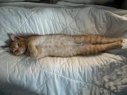 Кот лежит нога на ногу