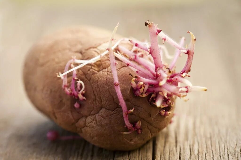 Картошка прорастает что делать. Проросший клубень картофеля. Проросшая картошка. Ростки картофеля. Картошка с ростками.