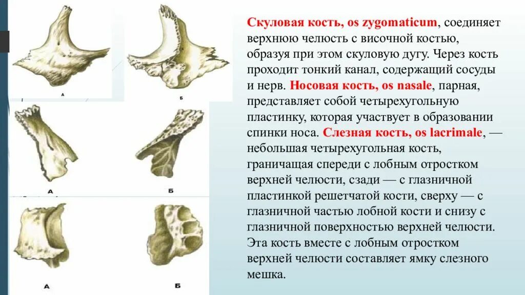 Какие кости относятся к височным. Скуловая кость (os zygomaticum). Слезная носовая скуловая кость. Скуловая кость Тип кости. Верхняя челюсть анатомия скуловая кость.