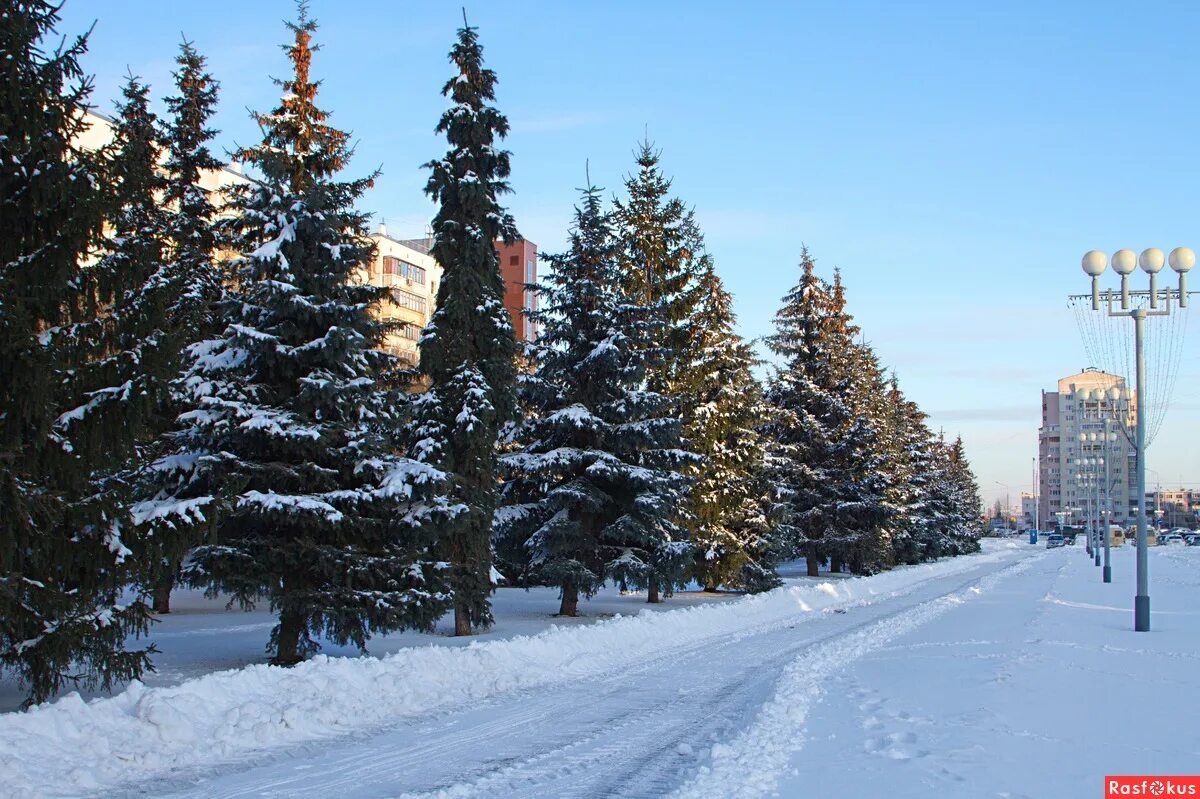 Хвойная екатеринбург. Ель в городе. Ели в городе. Аллея из елей. Ели в городских парках.