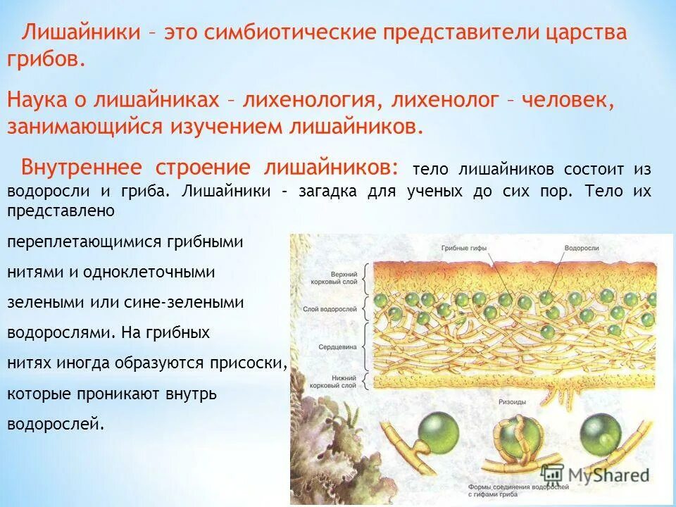 Тело лишайника состоит из гриба и водоросли