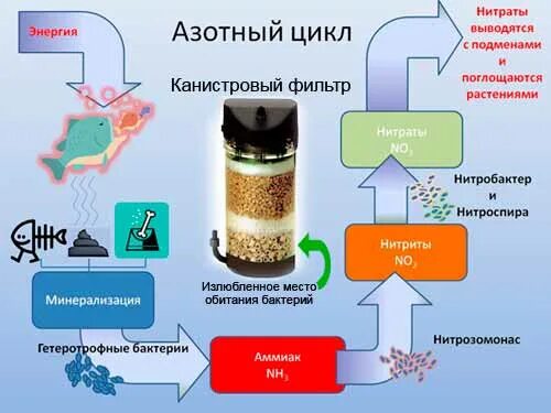 Нитраты и фосфаты в воде. Азотный цикл в аквариуме. нитратный цикл в аквариуме. нитриты и нитраты бактериями. схема азотного цикла в аквариуме.