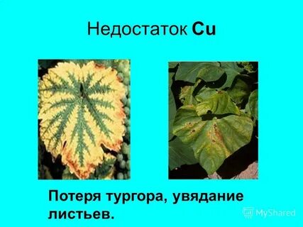 Утрата листьев