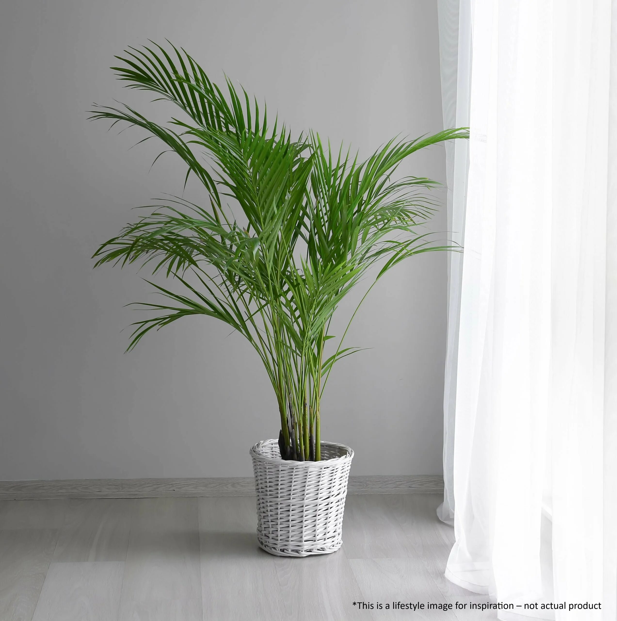 Ховея хризалидокарпус. Пальма дипсис. Арека хризалидокарпус лютесценс. Дипсис в квартире. Арека лутескенс.