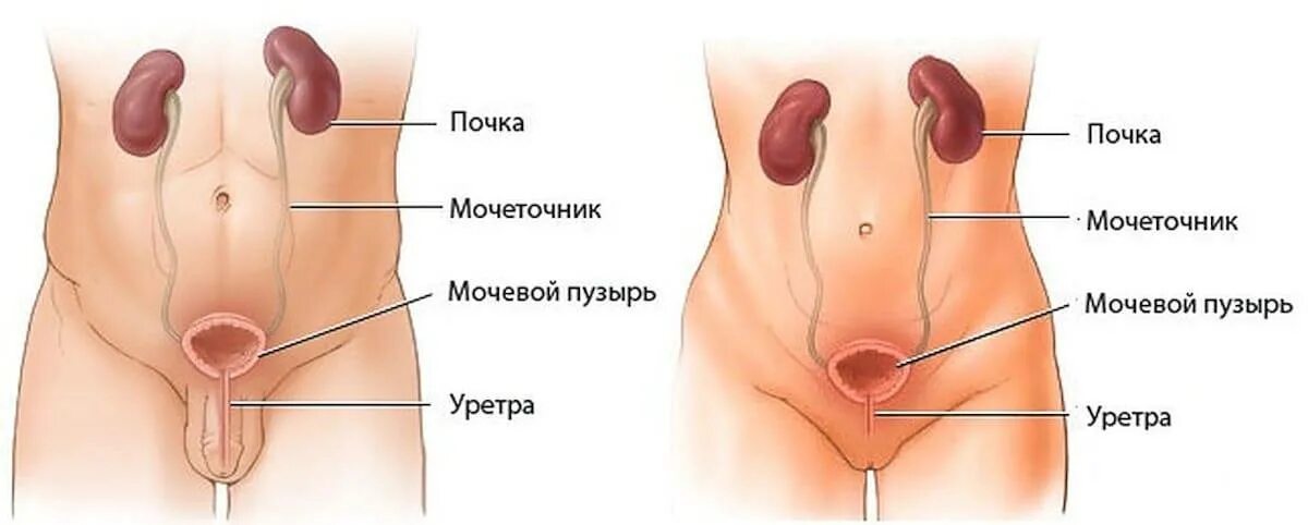 Почки мочеточники мочевой пузырь. Почки мочеточники и мочевой пузырь анатомия человека. Мочевой пузырь расположение. Расположение мочеточников. Мочевой у мужчины расположение