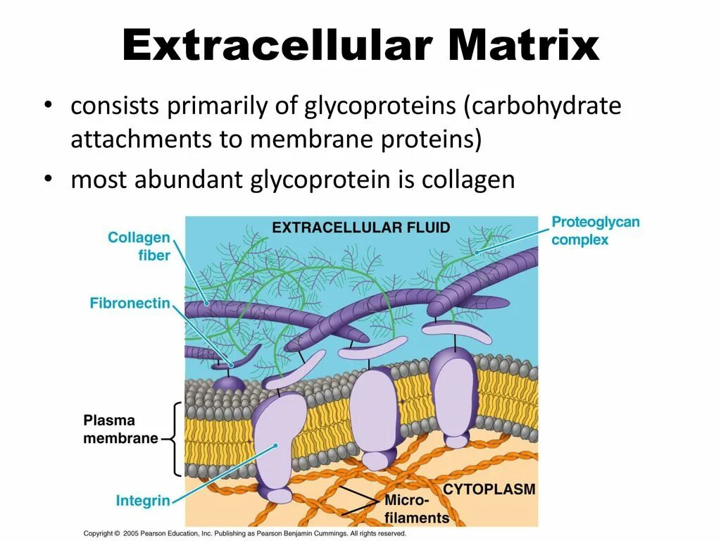 Extracellular matrix. Retinal extracellular matrix. Extracellular matrix. Extracellular matrix of teeth. Extracellular matrix.